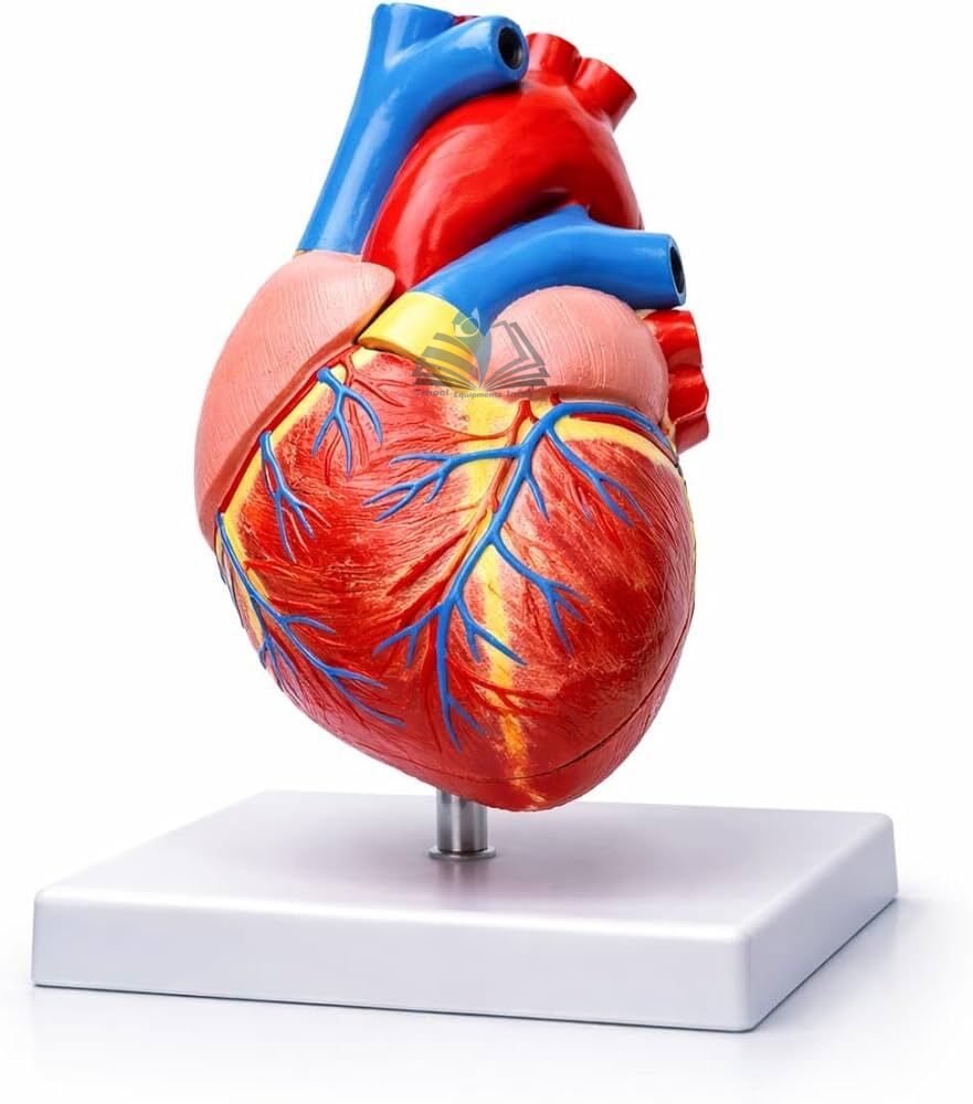 Jumbo Human Heart Model